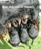 Gordon Setter Hund