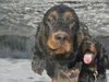 Gordon Setter Hund