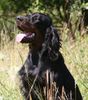 Gordon Setter Hund