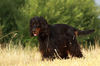 Gordon Setter Hund