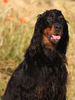 Gordon Setter Hund