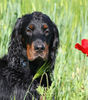 Gordon Setter Hund