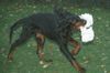 Gordon Setter Foto: Sam 6 Monate - Keine Zeit für's Fotoshooting (ID 7574) Gordon Setter Hund