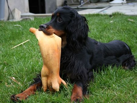 Gordon Setter Ein Schweinchen kommt selten alleine