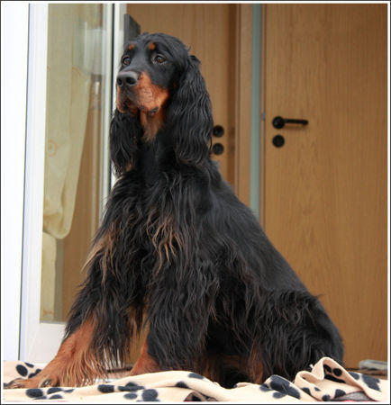 Gordon Setter Hunde Foto 42082 in höherer Auflösung ansehen Gordon Setter Meine kleine Lady
