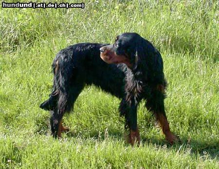 Gordon Setter Hunde Foto 11471 Gordon Setter