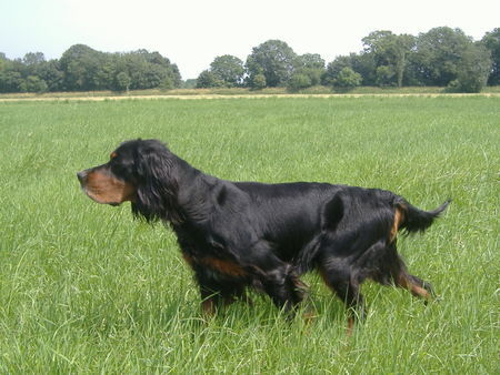 Gordon Setter Hunde Foto 35490 in höherer Auflösung ansehen Gordon Setter Dis ist Tessa