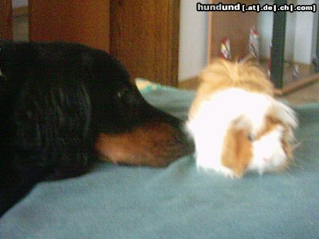 Gordon Setter Hunde Foto 15534 in höherer Auflösung ansehen Gordon Setter
