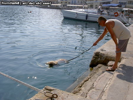 Gos d´Atura Català Hunde Foto 24228 in höherer Auflösung ansehen Gos d´Atura Català Rico in Griechenland (Ithaka)