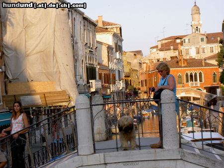 Gos d´Atura Català Hunde Foto 24222 in höherer Auflösung ansehen Gos d´Atura Català Rico in Venedig