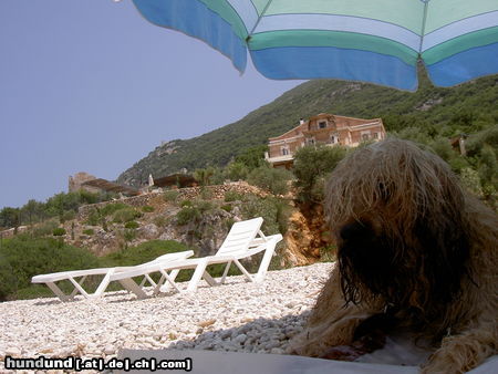 Gos d´Atura Català Hunde Foto 24229 in höherer Auflösung ansehen Gos d´Atura Català Rico in Griechenland (Ithaka)