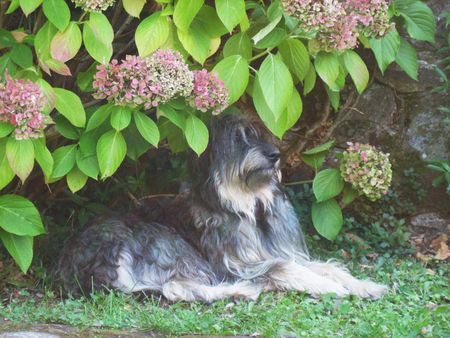 Gos d´Atura Català Hunde Foto 43270 in höherer Auflösung ansehen Gos d´Atura Català Aquina de palla granja