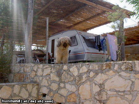 Gos d´Atura Català Hunde Foto 24230 in höherer Auflösung ansehen Gos d´Atura Català Rico in Griechenland (Zakynthos)