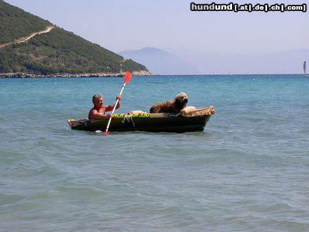 Gos d´Atura Català Hunde Foto 24225 in höherer Auflösung ansehen Gos d´Atura Català Rico in Griechenland (Lefkada)