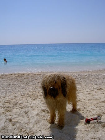 Gos d´Atura Català Hunde Foto 24226 in höherer Auflösung ansehen Gos d´Atura Català Rico in Griechenland (Lefkada)