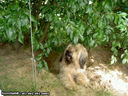 Gos d´Atura Català Hunde Foto 17237 Gos d´Atura Català Dshowo's Rico
