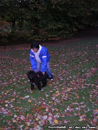 Gos d´Atura Català Hunde Foto 15774 Gos d´Atura Català super Herbst