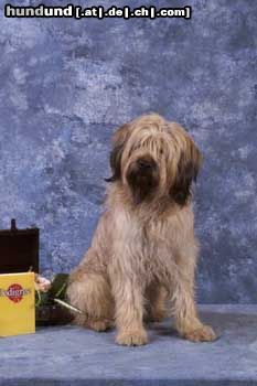 Gos d´Atura Català Hunde Foto 11868 Gos d´Atura Català Dschowo's Rico