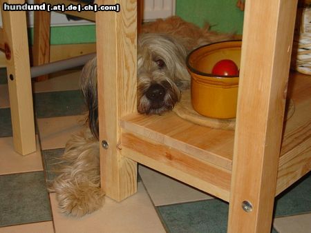 Gos d´Atura Català Hunde Foto 10141 Gos d´Atura Català