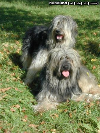 Gos d´Atura Català Hunde Foto 3878 Gos d´Atura Català zwei typische Vertreterin der Rasse