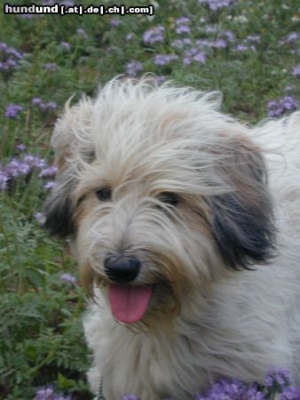 Gos d´Atura Català Hunde Foto 3879 Gos d´Atura Català Berta eine typische Vertreterin der Rasse