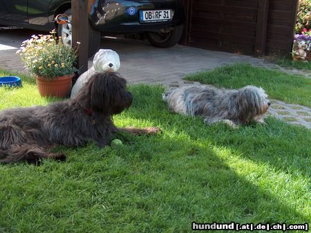 Gos d´Atura Català Hunde Foto 23267 in höherer Auflösung ansehen Gos d´Atura Català Gos DÁtura Merle