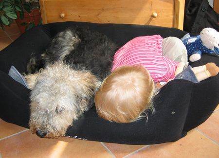 Gos d´Atura Català Hunde Foto 32991 Gos d´Atura Català Ein Herz, ein Korb!