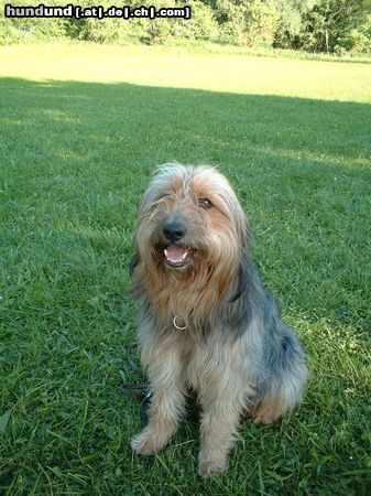 Gos d´Atura Català Hunde Foto 16151 in höherer Auflösung ansehen Gos d´Atura Català Rambo