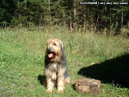 Gos d´Atura Català Hunde Foto 16152 in höherer Auflösung ansehen Gos d´Atura Català Rambo unser Gos d´atura