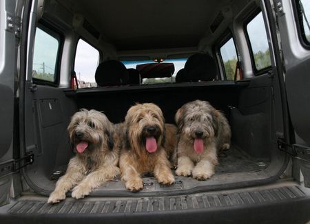 Gos d´Atura Català Ein auto hundes