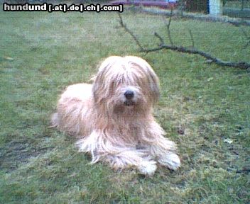 Gos d´Atura Català Hunde Foto 2710 Gos d´Atura Català Dies ist unsere 9 jährige Hündin Cora.Leider wissen wir nichts über ihre Herkunft, da sie als Welpe während einer Ausstellung ausgesetzt wurde.