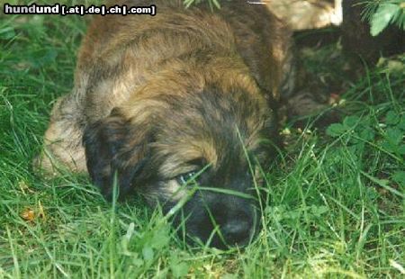 Gos d´Atura Català Hunde Foto 3965 Gos d´Atura Català Kaja - 6 Wochen jung