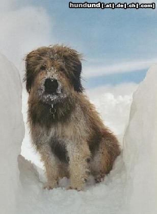 Gos d´Atura Català Hunde Foto 3929 Gos d´Atura Català Das ist die Gos d'Atura Hündin Kaja, die am 04.04.2000 zu Welt kam. Sie ist sehr fröhlich, aufgeweckt, sehr intelligent, hat unglaublich viel Energie und ist manchmal etwas stur. Mehr Infos gibt es auf unserer Homepage!