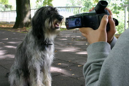 Gos d´Atura Català Hunde Foto 39671 Gos d´Atura Català Wilma bei Dreharbeiten für Liebling Tier TV