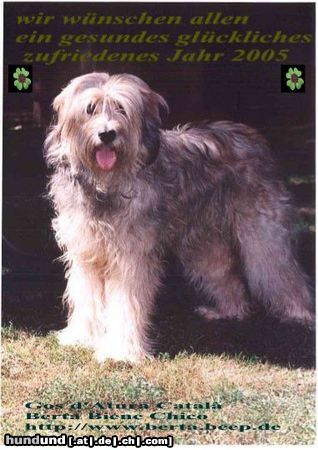 Gos d´Atura Català Hunde Foto 17892 Gos d´Atura Català Gos d Atura Welpe