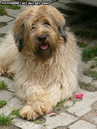 Gos d´Atura Català Hunde Foto 17725 in höherer Auflösung ansehen Gos d´Atura Català Gat de Campdura, Knabe,2 jahre alt