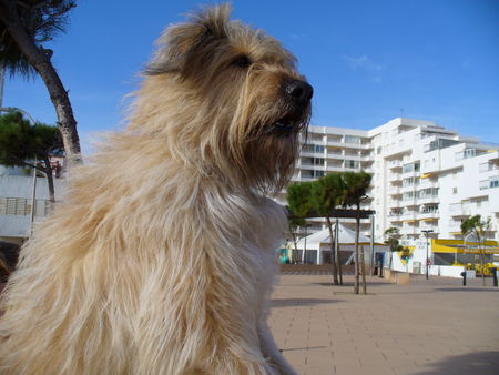 Gos d´Atura Català  FOXY in Spanien