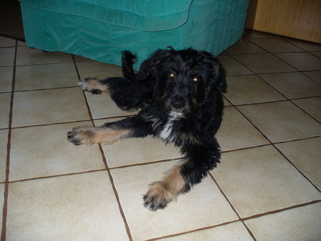 Gos d´Atura Català Hunde Foto 40411 in höherer Auflösung ansehen Gos d´Atura Català Sina