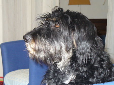 Gos d´Atura Català Hunde Foto 41855 in höherer Auflösung ansehen Gos d´Atura Català