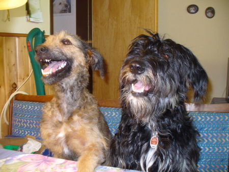 Gos d´Atura Català Hunde Foto 42953 in höherer Auflösung ansehen Gos d´Atura Català Leica und Sina (1 Jahr)