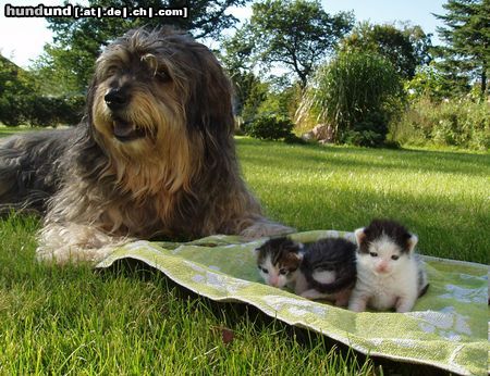 Gos d´Atura Català Hunde Foto 17876 in höherer Auflösung ansehen Gos d´Atura Català endlich was zum hüten !!