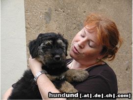 Gos d´Atura Català Hunde Foto 7900 Gos d´Atura Català Gos d' Atura Català Welpe 2003