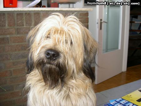 Gos d´Atura Català Hunde Foto 11869 Gos d´Atura Català Dschowo\'s Rico