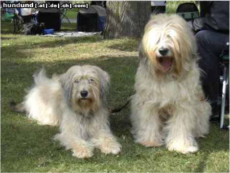 Gos d´Atura Català Hunde Foto 24017 in höherer Auflösung ansehen Gos d´Atura Català Unsere Gos d' Atura Català Biene und Berta