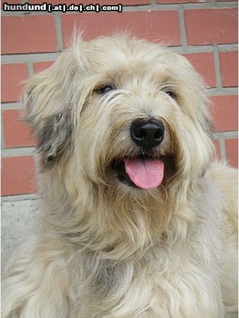 Gos d´Atura Català Hunde Foto 12983 Gos d´Atura Català Unser Gos d\' Atura Català