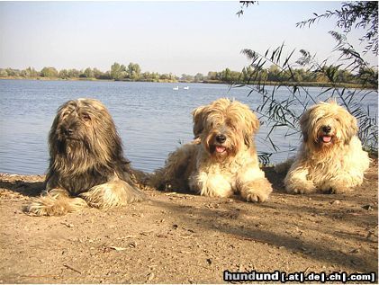 Gos d´Atura Català Hunde Foto 17890 in höherer Auflösung ansehen Gos d´Atura Català Drei im Urlaub...