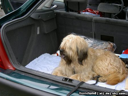 Gos d´Atura Català Hunde Foto 11924 Gos d´Atura Català Dschowos Rico