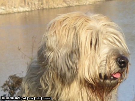 Gos d´Atura Català Hunde Foto 17520 in höherer Auflösung ansehen Gos d´Atura Català Berta eine schöne Hündin