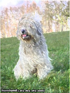 Gos d´Atura Català Hunde Foto 17888 in höherer Auflösung ansehen Gos d´Atura Català schöne Zeichnung vom Gos d'Atura Català
