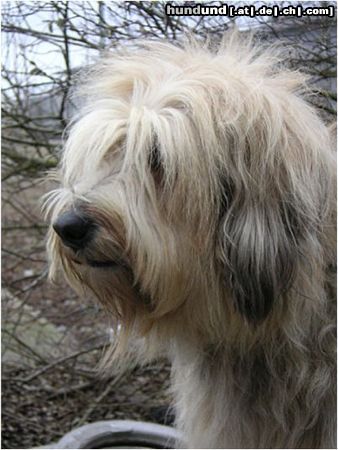 Gos d´Atura Català Hunde Foto 17889 in höherer Auflösung ansehen Gos d´Atura Català schöne Zeichnung vom Gos d\'Atura Català
